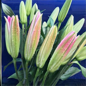 百合花10支香水百合带花苞发货兰州新鲜粉色鲜花黄天霸大头盆栽