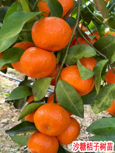 无核沙糖桔子树苗砂糖橘带果南方北方种植盆栽地栽橘子树果树果苗