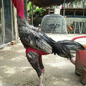 000人付款淘宝斗鸡阿塞尔种蛋越南鬼子斗鸡缅甸菲律宾斗鸡点开你试