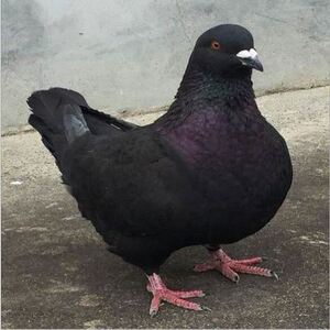 元宝鸽大体元宝鸽种鸽公斤大头大的元宝鸽元宝鸽.特大配对黑色2斤