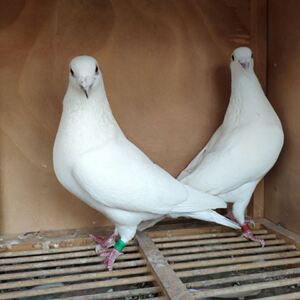 001人付款淘宝叙利亚大马士革鸽子种鸽种蛋甘谷高飞灰杠鸽子可孵化