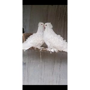 【芙蓉鸽】观赏鸽芙蓉鸽子种蛋纯种毛腿马甲芙蓉鸽受精蛋精品白色