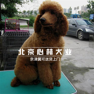 纯种巨型贵宾犬泰迪幼体活体狗狗出售大型白色棕色健康犬巨贵幼犬