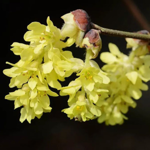 腊瓣花盆景日本土佐水木盆景腊瓣花小苗