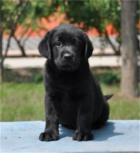 宠物拉布拉多幼犬