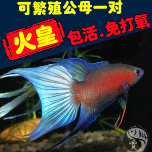 改良澳洲红火焰斗鱼中国斗鱼活体冷水淡水鱼观赏鱼小型 淡水 好养