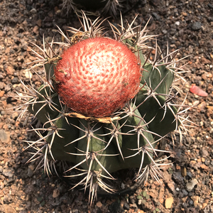 二月晴魔云紫云层云实生仙人球云属系列多肉植物强刺狂刺开花盆栽