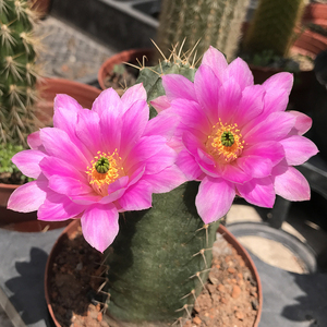 二月晴宇宙殿仙人球仙人掌开花鹿角柱属多肉植物小盆栽植物防辐射