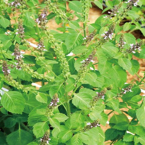 荔枝草种子中草药蛤蟆草荠宁天明精凤眼草雪里青野芝麻癞肚皮草籽