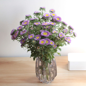 云南直发水养鲜花小翠菊迷你菊矢车菊居家办公室插花酒店摆盘装饰