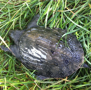 餐饮生鲜 水产海鲜 龟鳖类 宠物王八