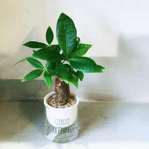 发财树盆栽植物室内招财客厅办公室小型盆景花盆北欧简约好养绿植