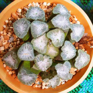 一物一拍山之翠万象十二卷锦多肉植物南阿星大爆炸满38包邮