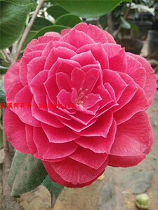 大海伦茶花 原生扦插茶花盆栽苗 金华茶花 后溪河花卉 带花苞