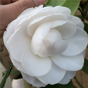 杰作茶花苗 盆栽茶花苗 原生多年茶花 白色茶花 美国品种茶花苗