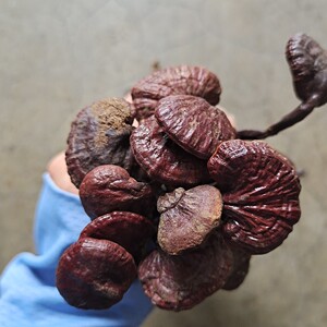 海南野生灵芝王