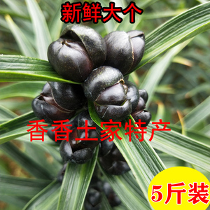 2021新鲜食用百合籽 农家自种卷丹药百合子籽非兰州宜兴籽5斤包邮