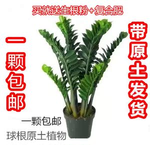 金钱树钱串子花室内盆栽花卉绿色植物家庭办公室绿植招财进宝包邮