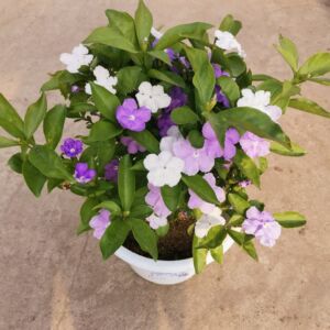 包邮鸳鸯双色茉莉花树苗浓香型阳台庭院四季开花茉莉花木本棒棒糖