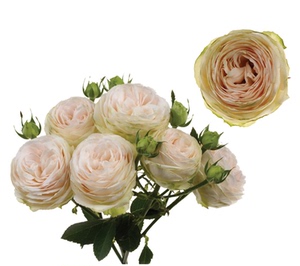 新品陶瓷蕾丝月季花苗花卉大花阳台盆栽四季微型玫瑰花卉小苗