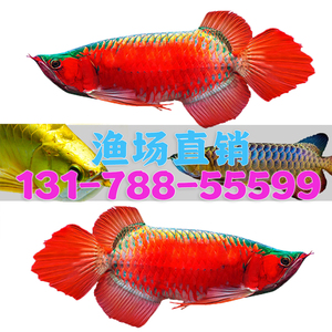 【红金龙鱼】红金龙鱼品牌,价格 - 阿里巴巴