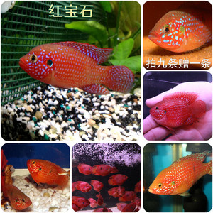 热带观赏鱼 红宝石鱼红宝石球血钻球鱼短鲷鱼慈鲷类水族活体包邮