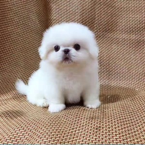 京巴狗幼犬白色