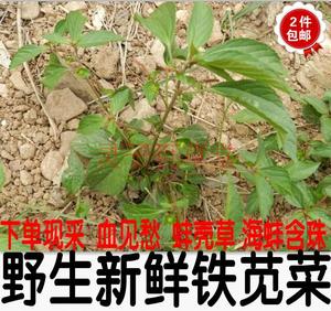 现采野生新鲜铁苋菜 海蚌含珠 蚌壳草500克16元 新鲜带根全草