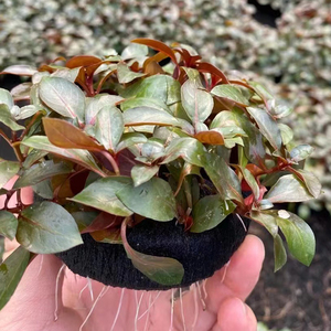 大叶红丁香小坨草鱼缸造景水草场直发懒人水培增氧中后景淡水草植