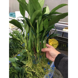 丹麦尖叶榕大杯水榕鱼草原生缸造景水培增氧阴性淡水活体水草植物