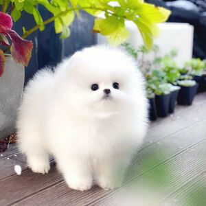 小狗狗宠物白色可爱