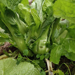 新鲜蔬菜包包菜重庆梁平农家露天种植时令蔬菜可做咸菜