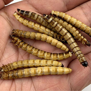 80专业繁殖各类宠物淘宝五合一饲料适合蟑螂面包虫大麦虫活体食用3