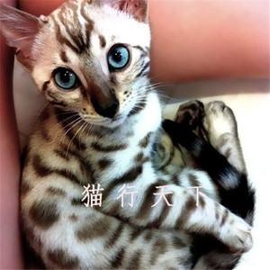 纯种孟加拉豹猫活体 金沙大玫瑰豹纹猫咪 宠物猫幼猫