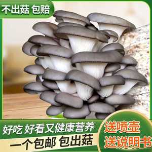 磨菇菌菇种包菌种家种可食用蘑菇菌包家庭室内种植新鲜秀珍菇平菇
