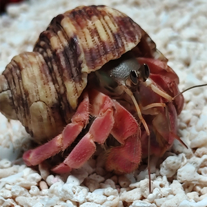 寄居蟹宠物超大