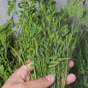 兔子食用草 紫花苜蓿草干草饲料幼兔兔子草龙猫草荷兰猪草草粮牧