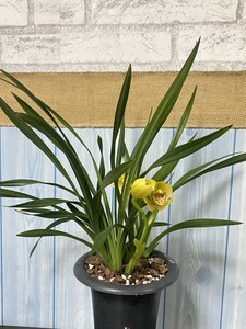 浓香四季兰花黄金美人