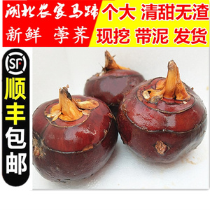 顺丰包邮湖北特产农家新鲜马蹄荸荠超大红马蹄地栗地梨水果5/10斤
