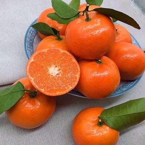 重庆万州正宗柑橘三月红默科特四川橘子应季新鲜孕妇蜜桔现摘忠县