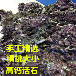 高钙深海活石新鲜片状海水过滤鱼缸珊瑚缸多孔生物造景石免爆藻石