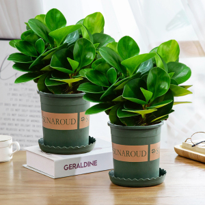 豆瓣绿盆栽多肉植物水培花卉植物室内客厅桌面绿植碧玉好养除甲醛