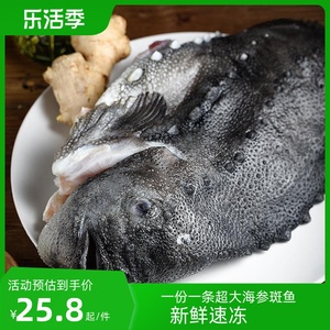 海参斑鱼2.4-3斤新鲜冷冻去内脏野生深海鱼斑鱼冰岛鱼清蒸酒 包邮