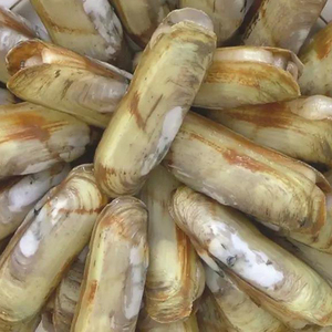 威海孙小乔海鲜海蚬子蛏子小人蚬双头蚬子蛏子顺丰包邮500g