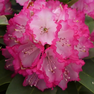 稀缺品种高山杜鹃花红粉佳人耐寒耐热庭院室内外阳台盆栽植物