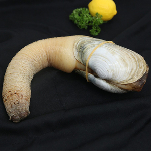 【同城包活】味库加拿大象拔蚌海鲜水产大象鼻象牙蚌800-1000g/只