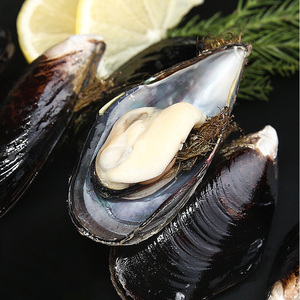 味库鲜活海虹淡菜新鲜海鲜水产贝壳类30-50只/斤青口贝贻贝包鲜