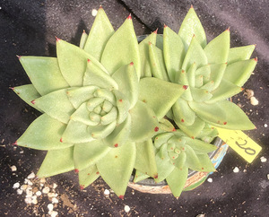 黄金玛利亚多肉植物肉肉一物一拍 稀有品种 7月2日更新