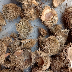 801人付款淘宝中药材 风栗壳 栗毛壳 栗刺壳 板栗