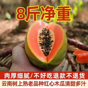 正宗云南新鲜红心牛奶木瓜树上熟水果8斤爆甜现摘包邮收到即吃